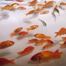 goldfish